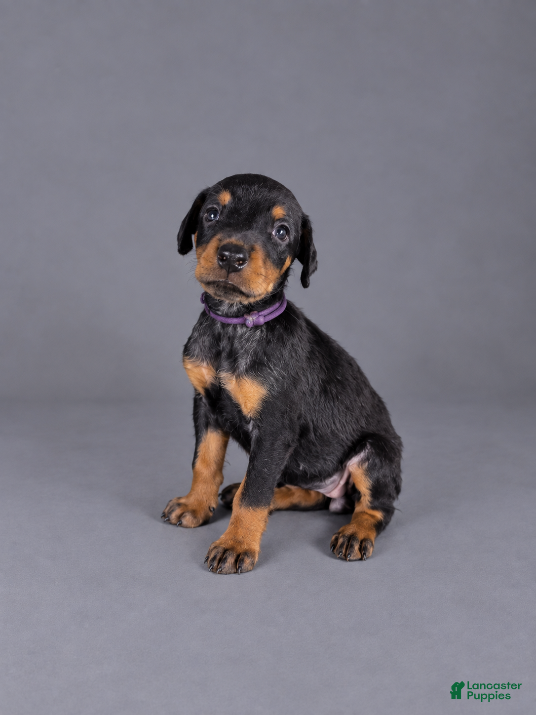 Doberman Pinscher dogs Olenna - Ad 14