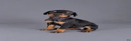 Doberman Pinscher dogs for sale: Olenna - Ad 1