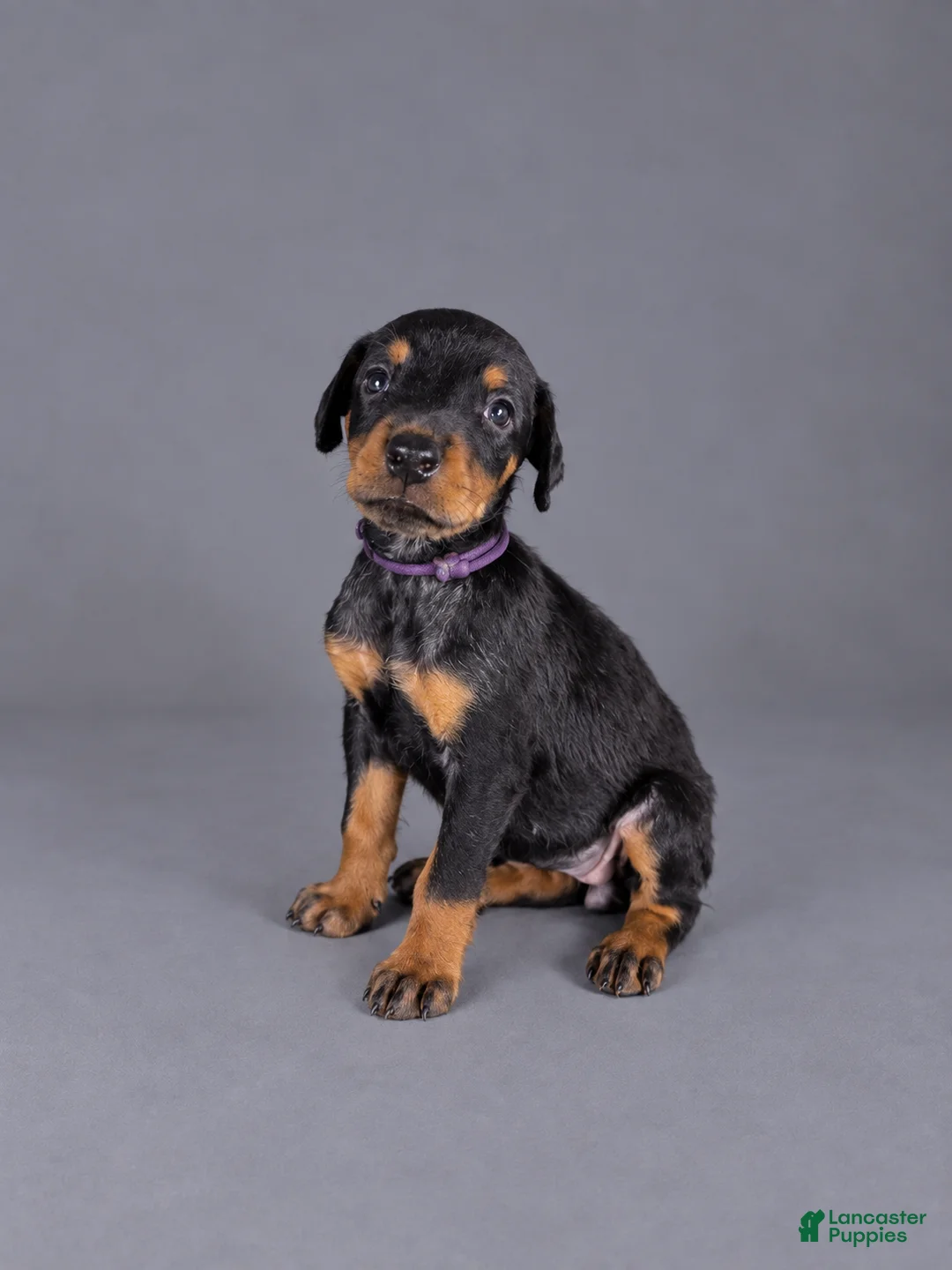 Doberman Pinscher dogs for sale: Olenna - Ad 1