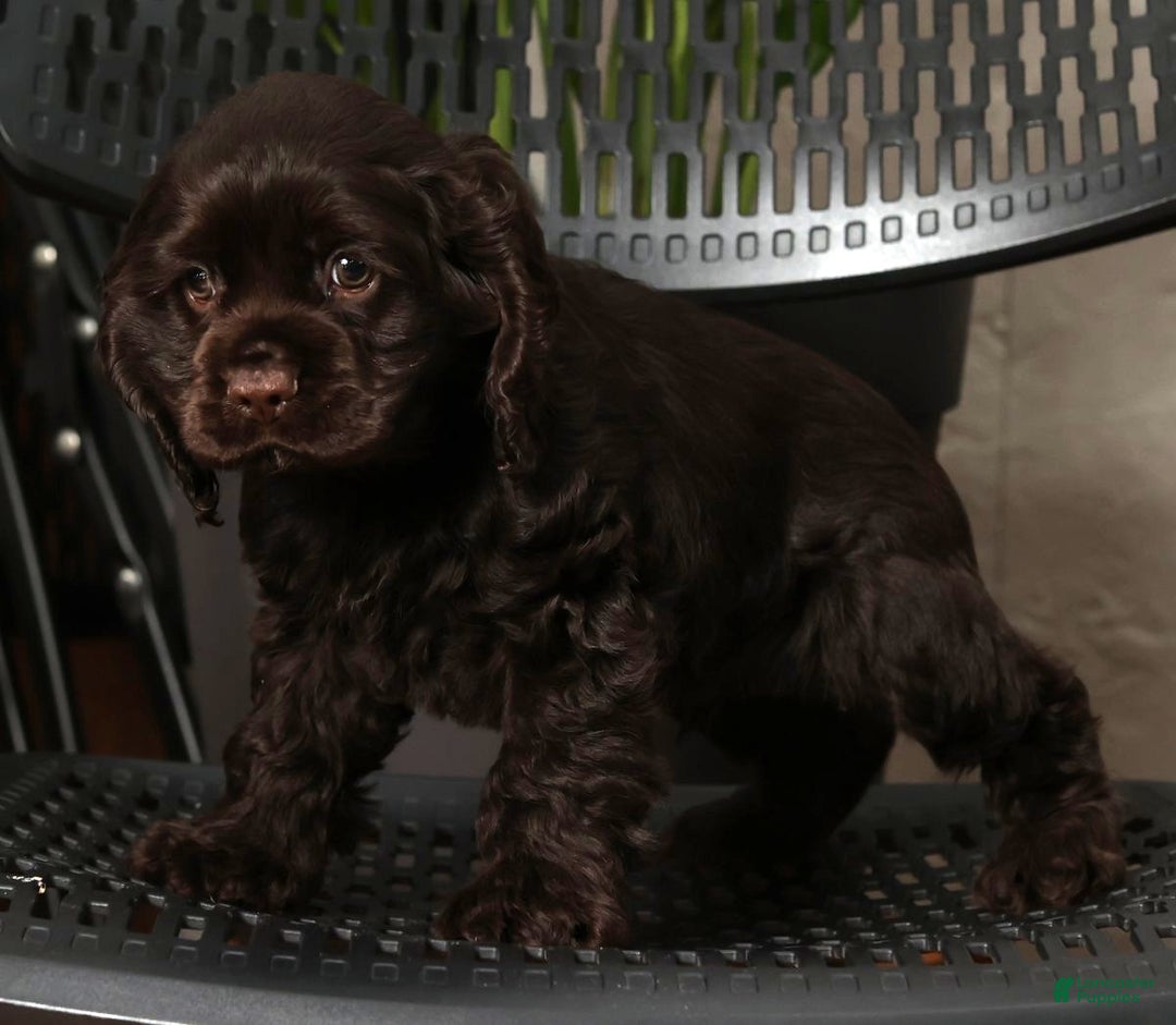 Cocker Spaniel dogs for sale: Dasher - Ad 8