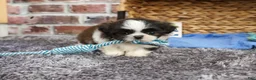 Shih Tzu dogs for sale: Abel - Ad 2