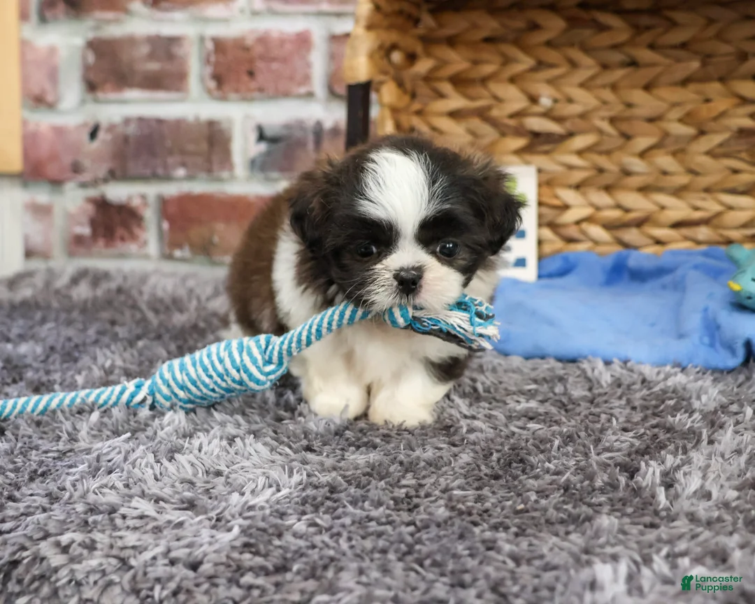 Shih Tzu dogs for sale: Abel - Ad 2