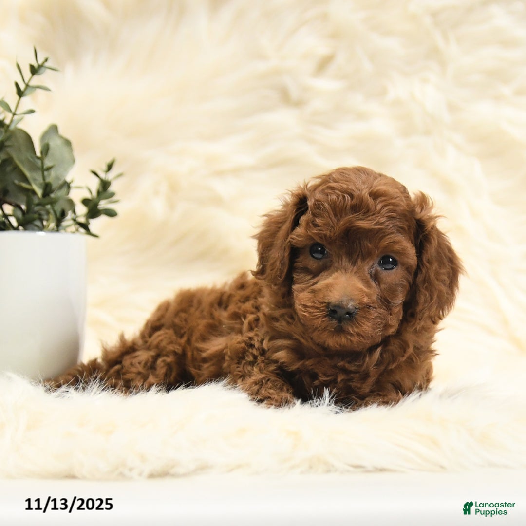 Toy Poodle dogs for sale: Lucky - Ad 8