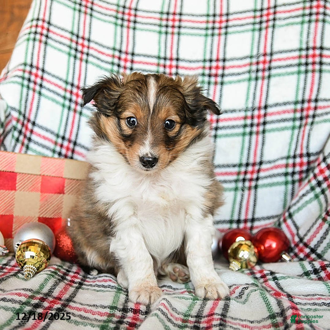 Shetland Sheepdog dogs for sale: Mack  - Ad 2