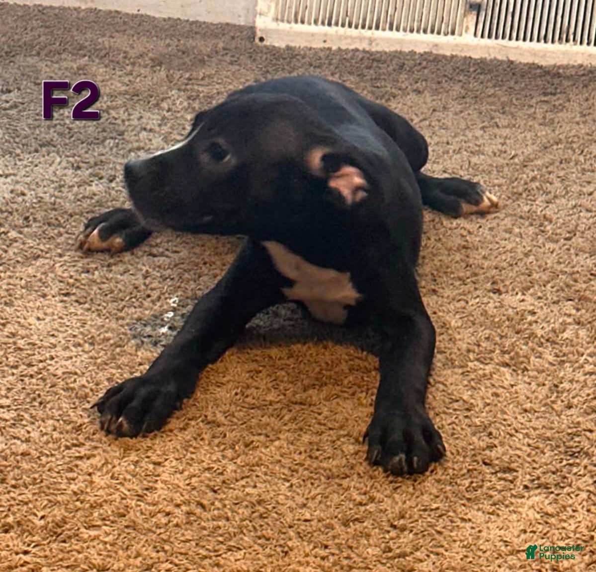 Mixed Breed dogs Female 2 - Ad 8