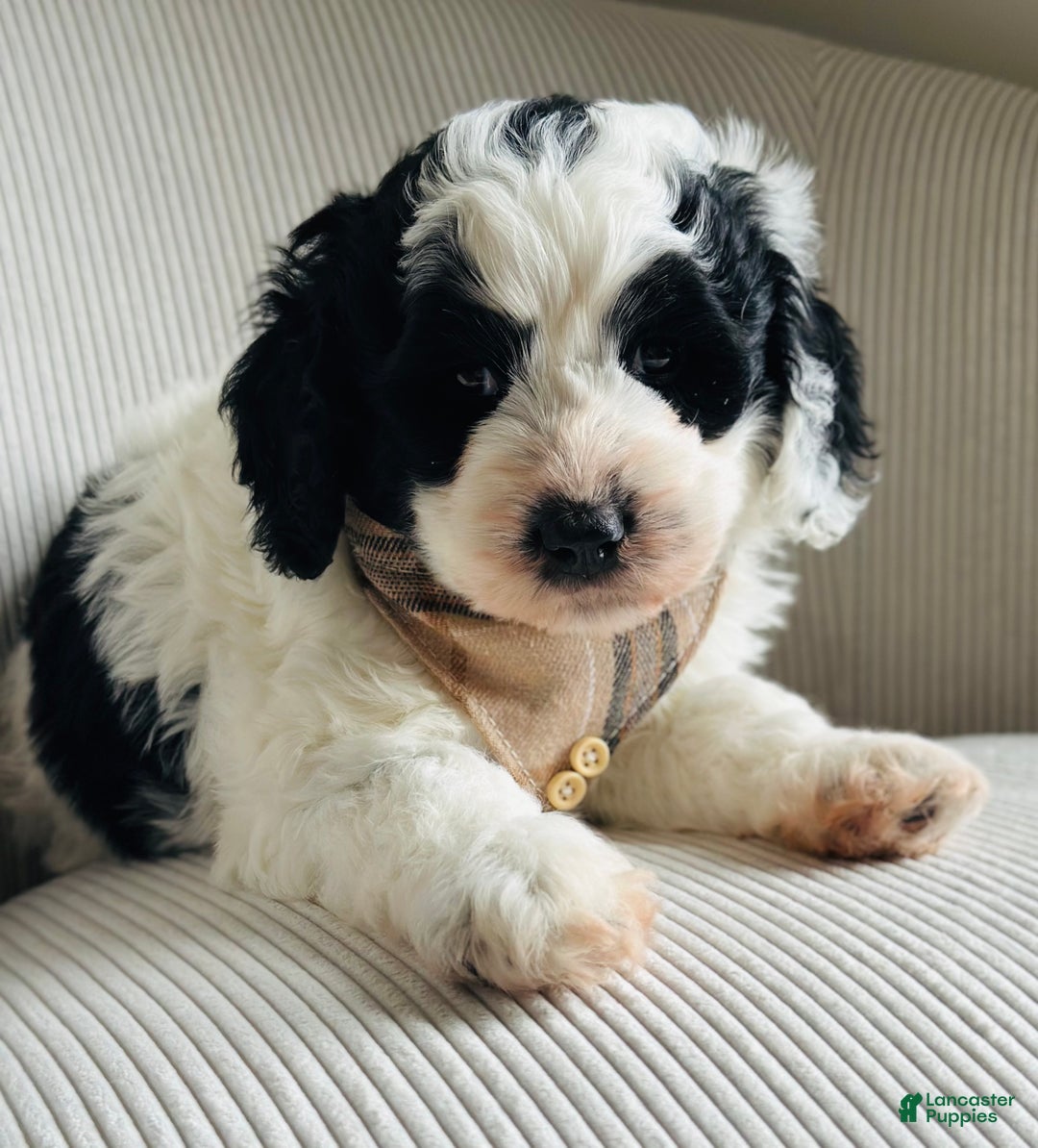 Bernedoodle dogs for sale: Bernedoodle Puppy 1 - Ad 6