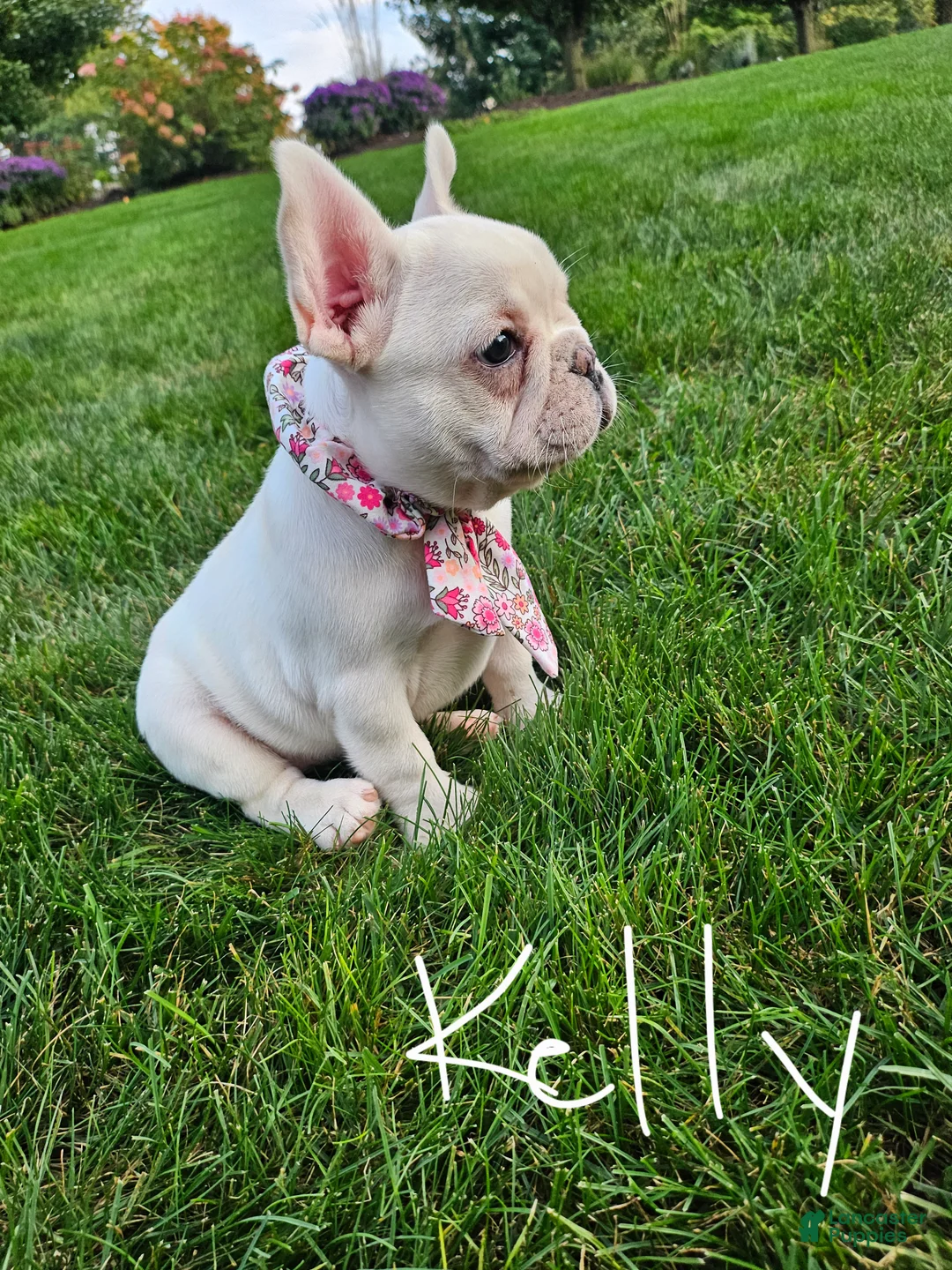 French Bulldog dogs for sale: Kelly - Ad 2