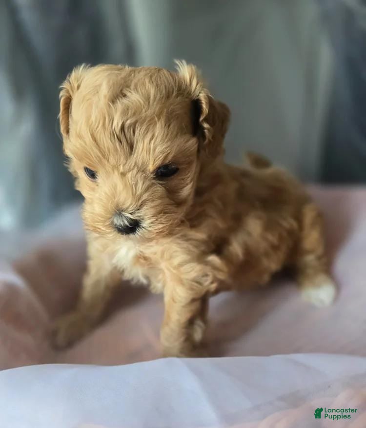 Maltipoo dogs Dalia - Ad 35