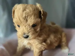 Maltipoo dogs Dalia - Ad 23