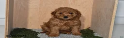 Mini Goldendoodle dogs for sale: Rex - Ad 2