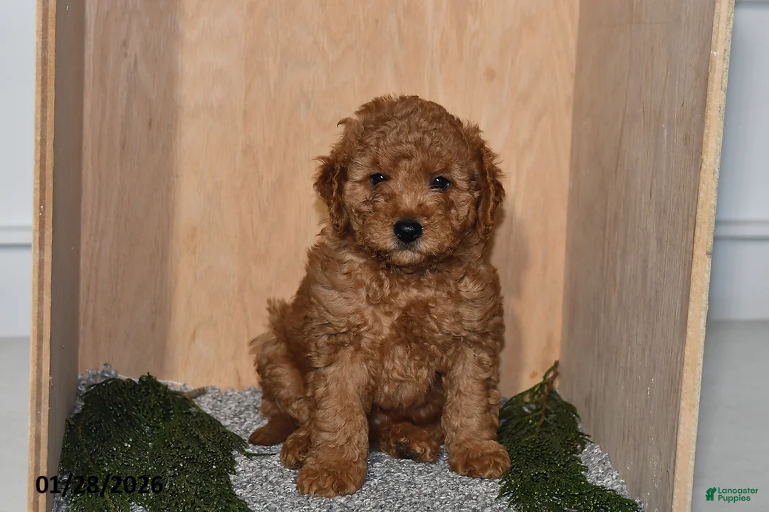 Mini Goldendoodle dogs for sale: Rex - Ad 2