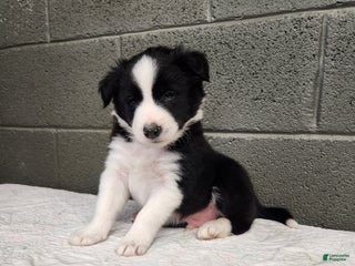 Border Collie dogs Border Collie - Diggory - Ad 34