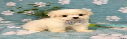 Malshi dogs for sale: Teddy - Ad 8