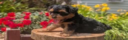 Yorkiepoo dogs for sale: Zane - Ad 6