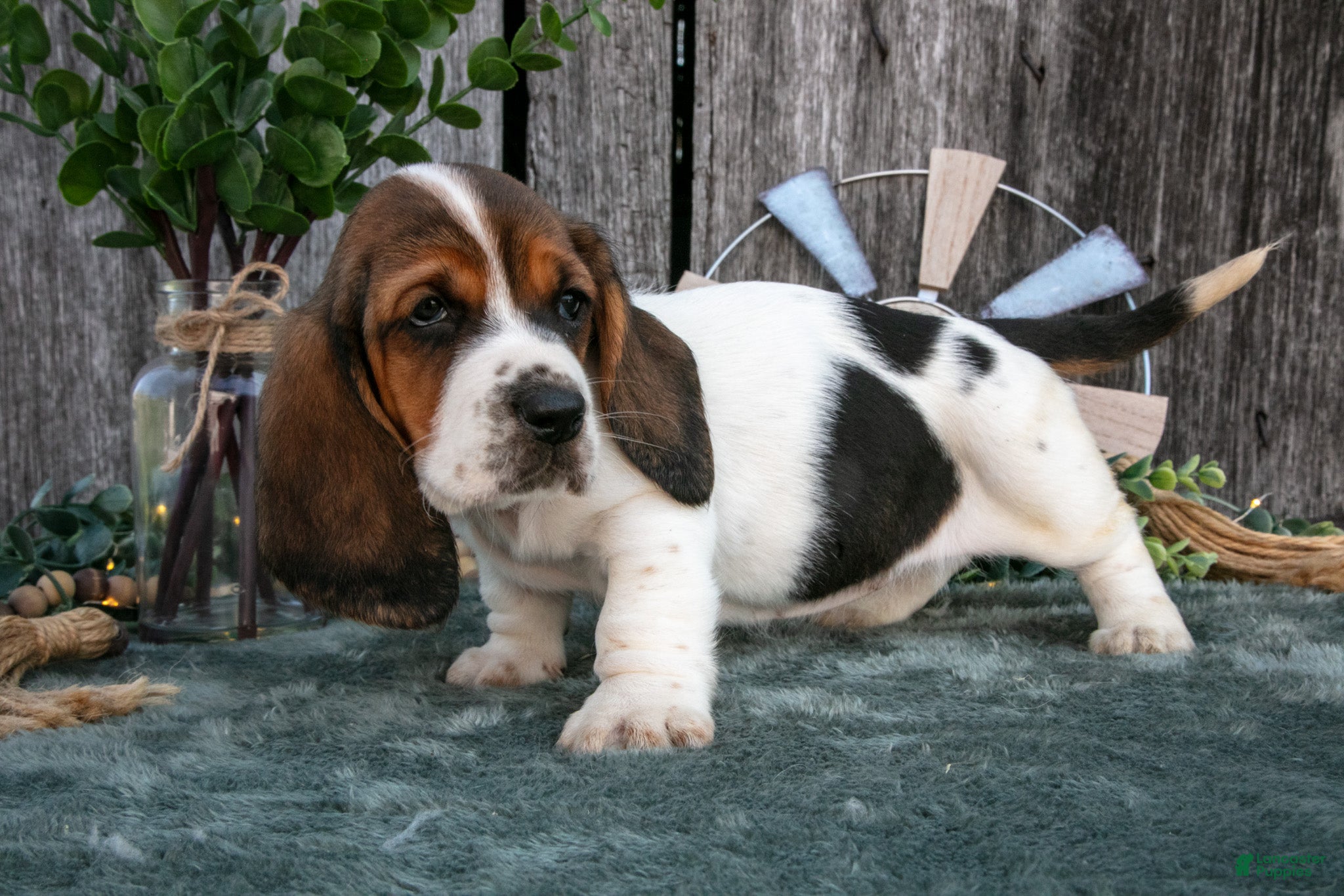 Basset Hound dogs Gracie - Ad 1