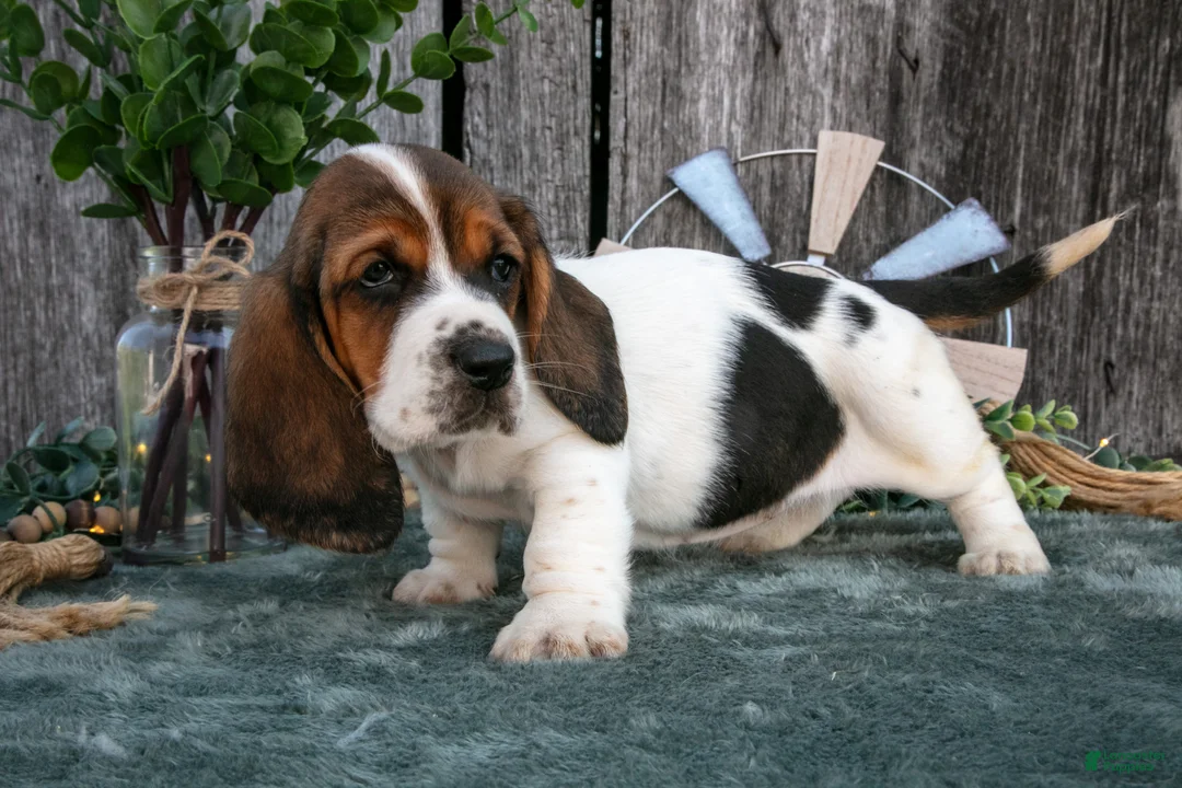 Basset Hound dogs for sale: Gracie - Ad 1