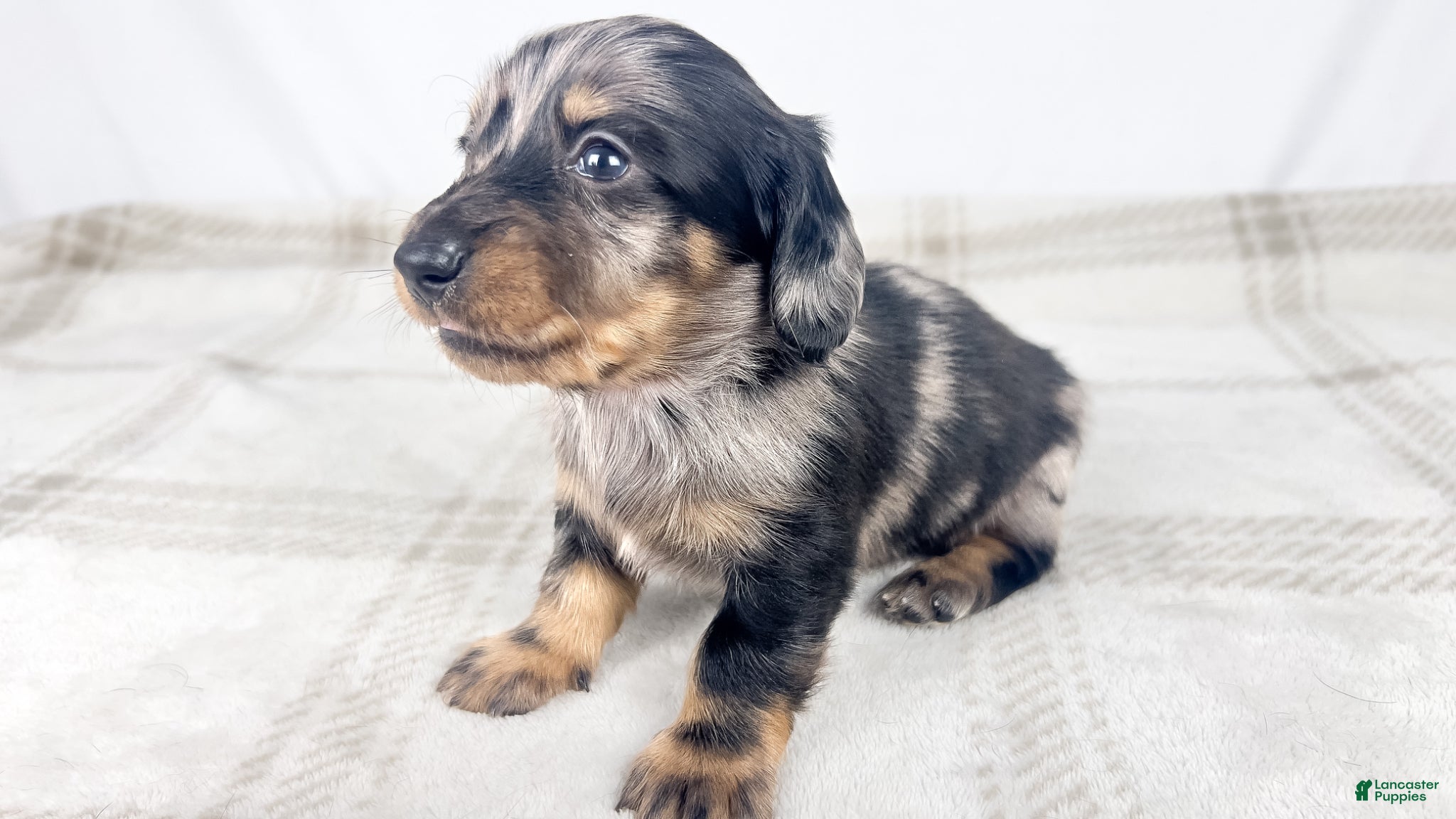 Miniature Dachshund dogs Strawberry - Ad 18