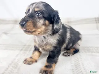 Miniature Dachshund dogs Strawberry - Ad 18