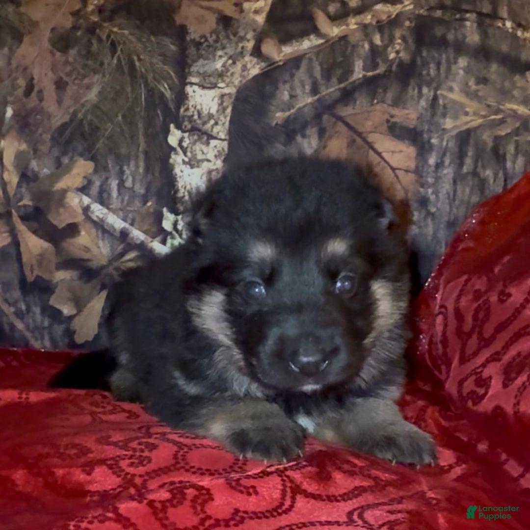 German Shepherd dogs for sale: SWAYZE - Ad 3