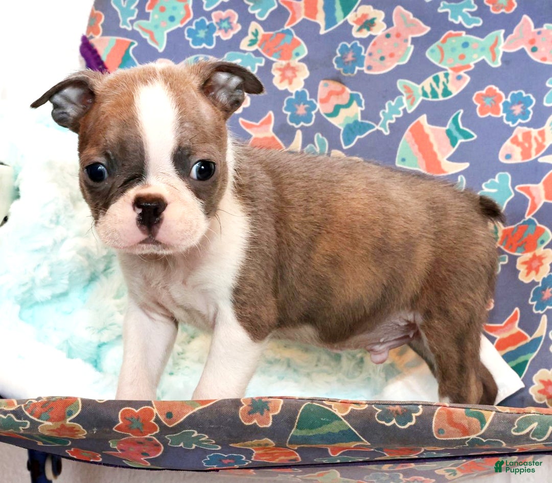 Boston Terrier dogs for sale: Cracker - Ad 5