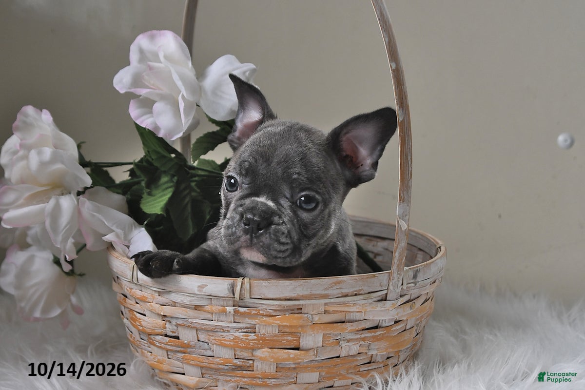 Frenchton dogs Baxter - Ad 1