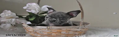Baxter