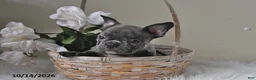 Frenchton dogs for sale: Baxter - Ad 1