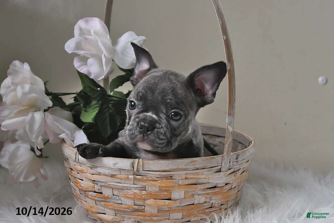 Frenchton dogs for sale: Baxter - Ad 1