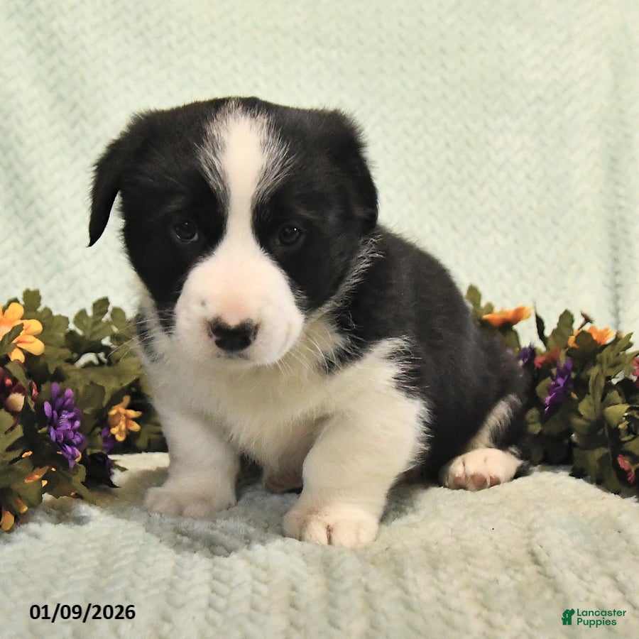 Mixed Breed dogs Junior - Ad 2