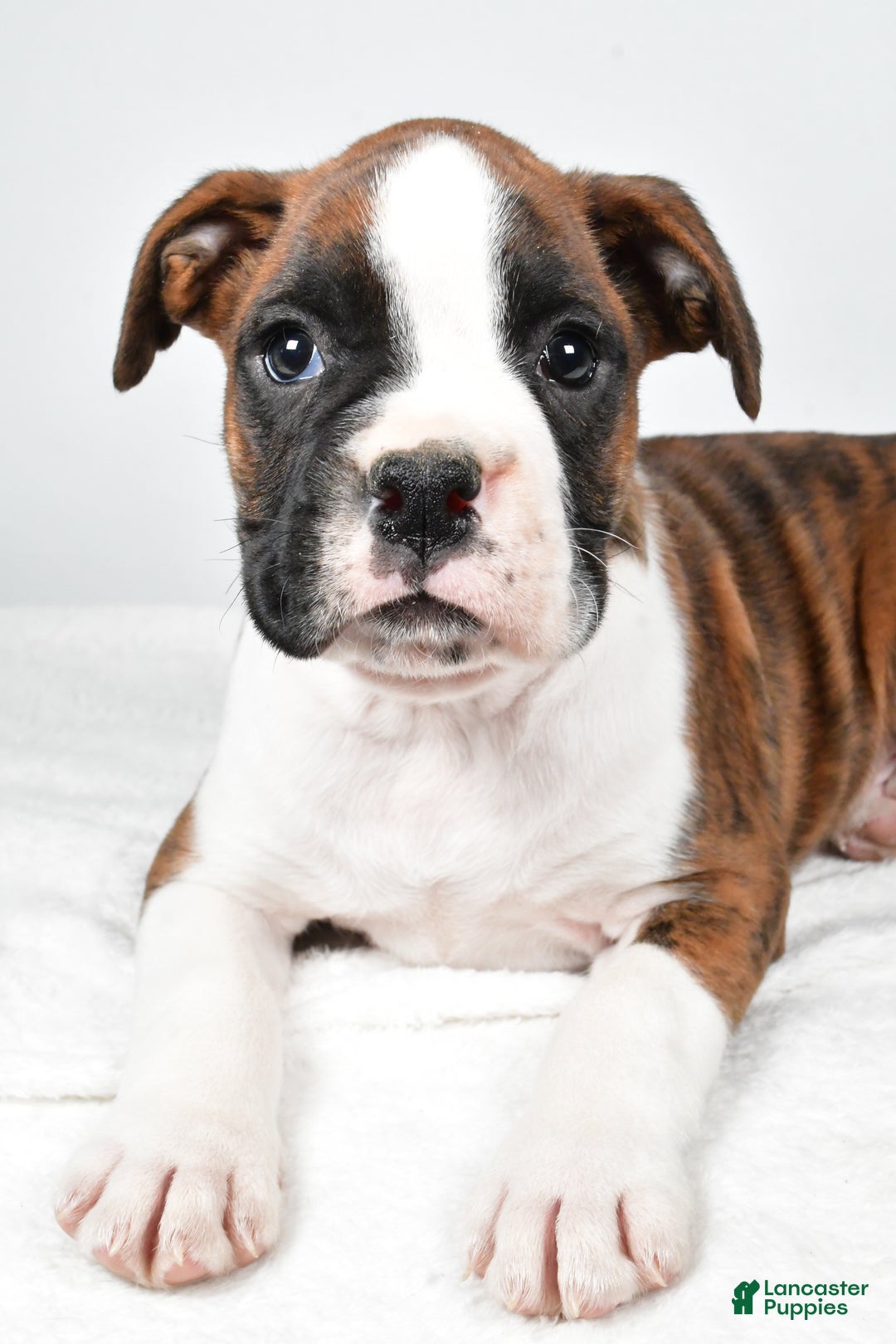 Boxer dogs for sale: Asher - Ad 5