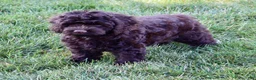 Cockapoo dogs for sale: Arlo - Ad 5