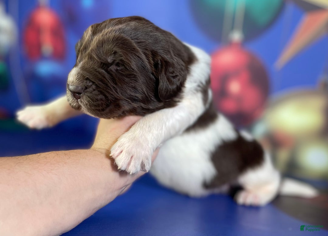 Mixed Breed dogs for sale: Stewie OFA DNA  - Ad 6