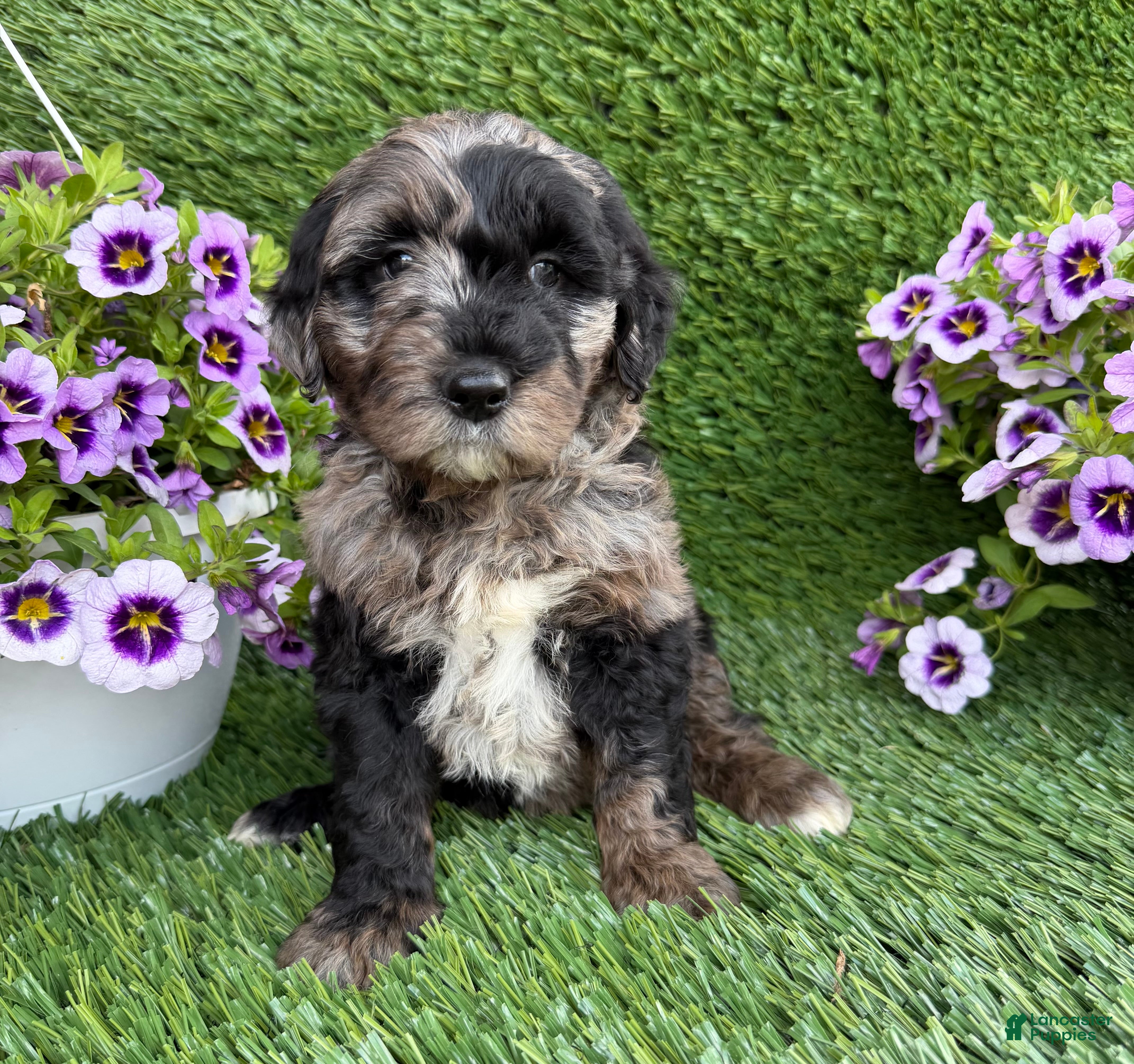 Mini Goldendoodle dogs Andre - Ad 1