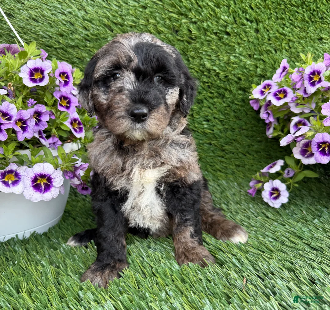Mini Goldendoodle dogs for sale: Andre - Ad 1