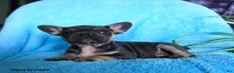 French Bulldog dogs for sale: Fergus - Ad 10