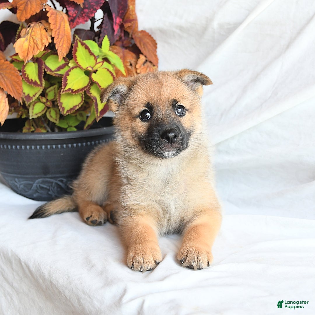 Mixed Breed dogs for sale: Tricky - Ad 12