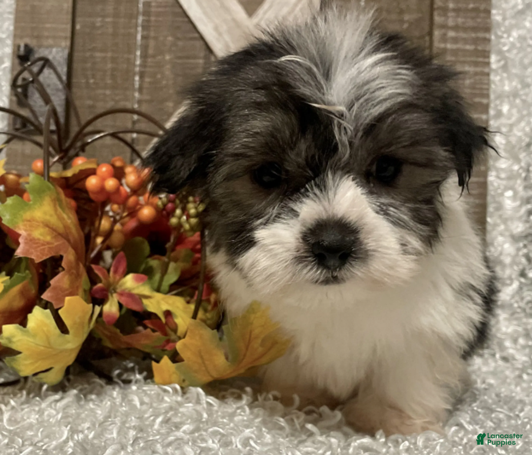 Morkie dogs for sale: Hawk - Ad 6