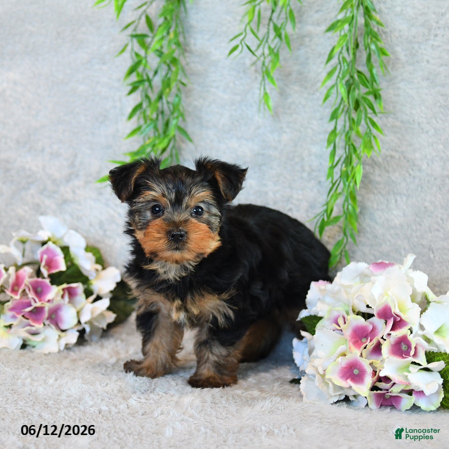 Yorkshire Terrier dogs Curvin - Ad 1
