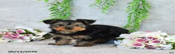 Yorkshire Terrier dogs for sale: Curvin - Ad 1