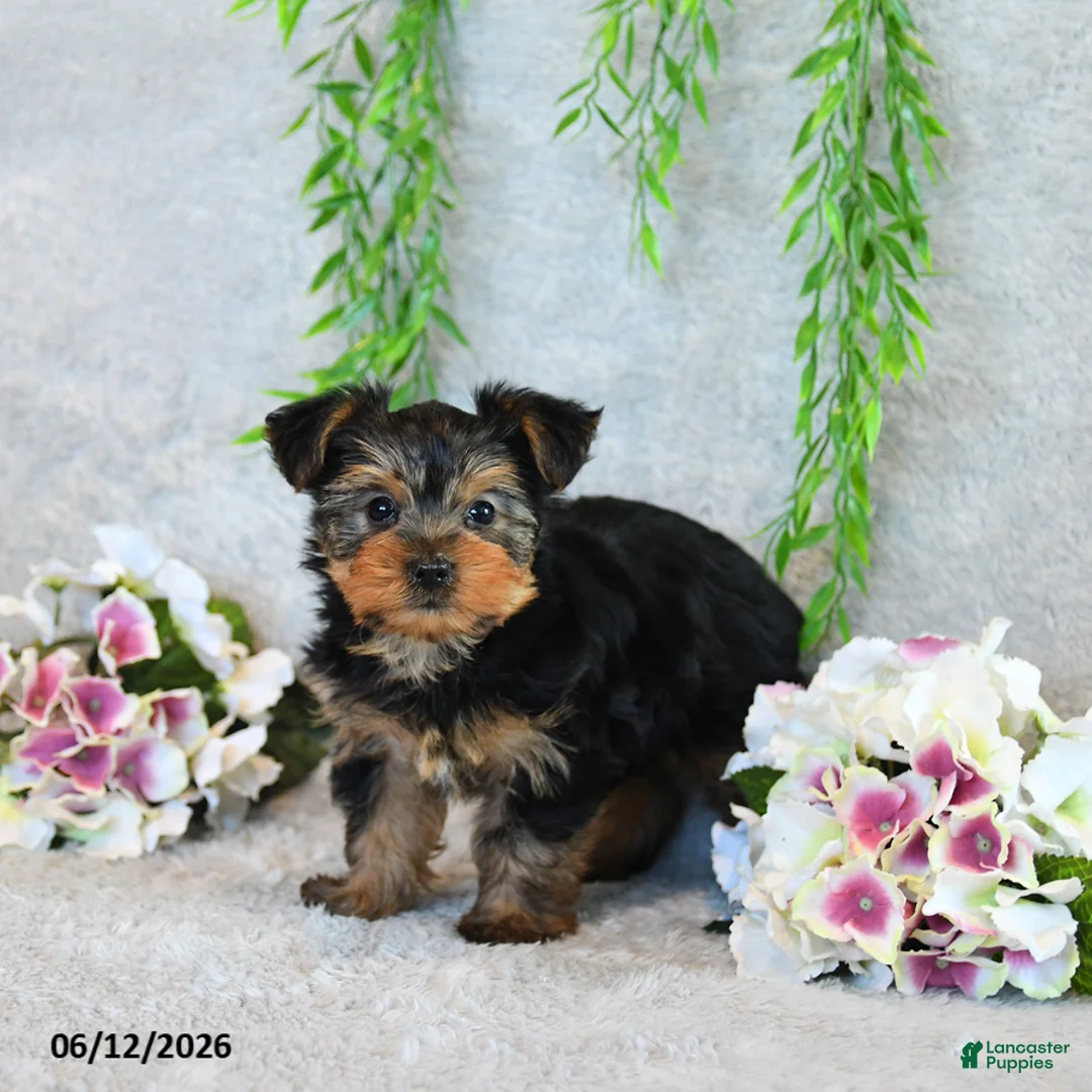 Yorkshire Terrier dogs for sale: Curvin - Ad 1