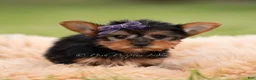 Yorkshire Terrier dogs for sale: Candy - Ad 1