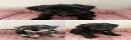 Miniature Schnauzer dogs for sale: Black  - Ad 5