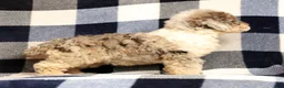 Miniature Poodle dogs for sale: Missy - Ad 9