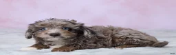 Aussiedoodle dogs for sale: Dallas - Ad 4