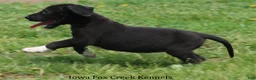 Great Dane dogs for sale: Mitzi - Ad 8
