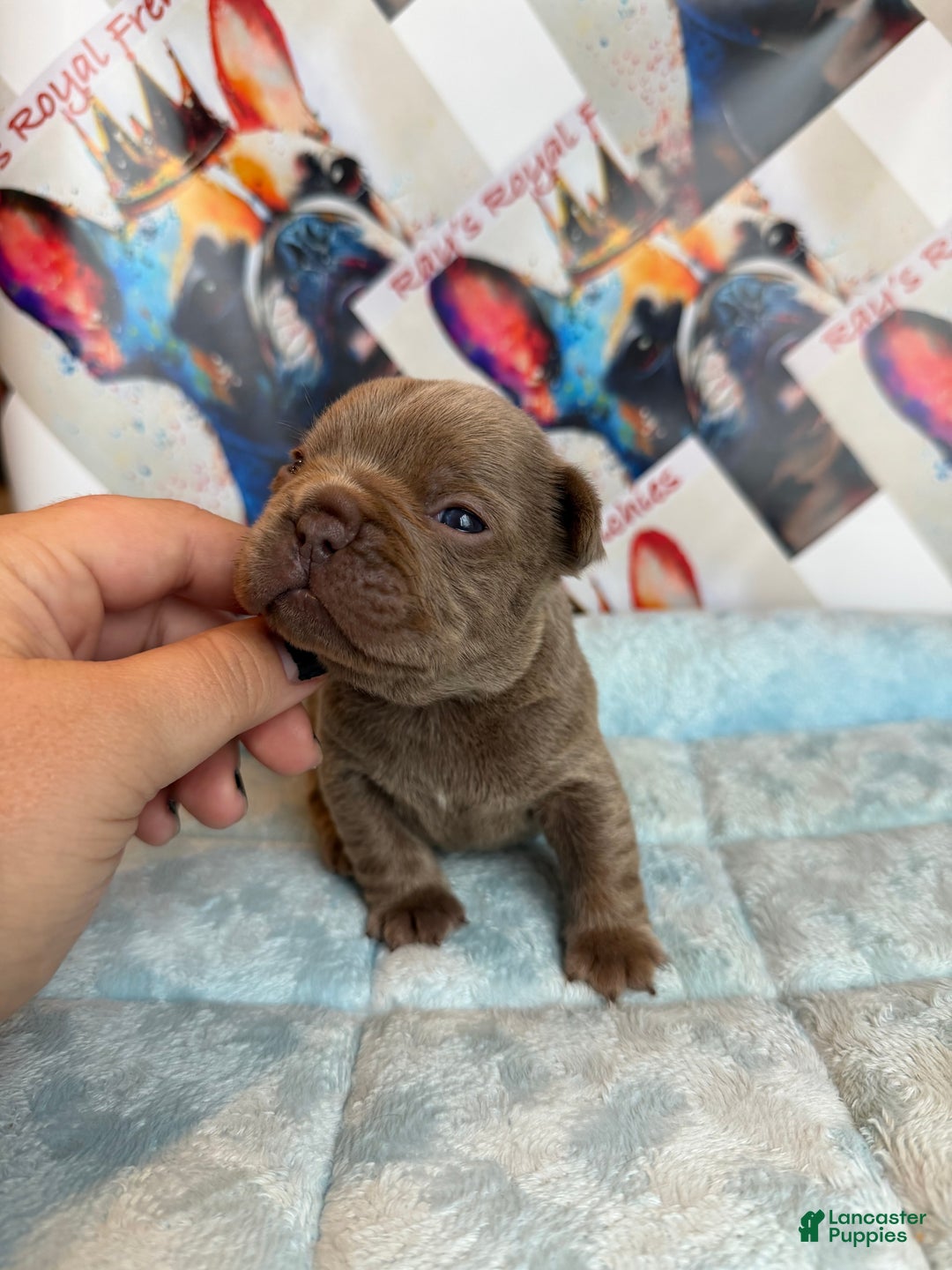 French Bulldog dogs for sale: Boo - Ad 10