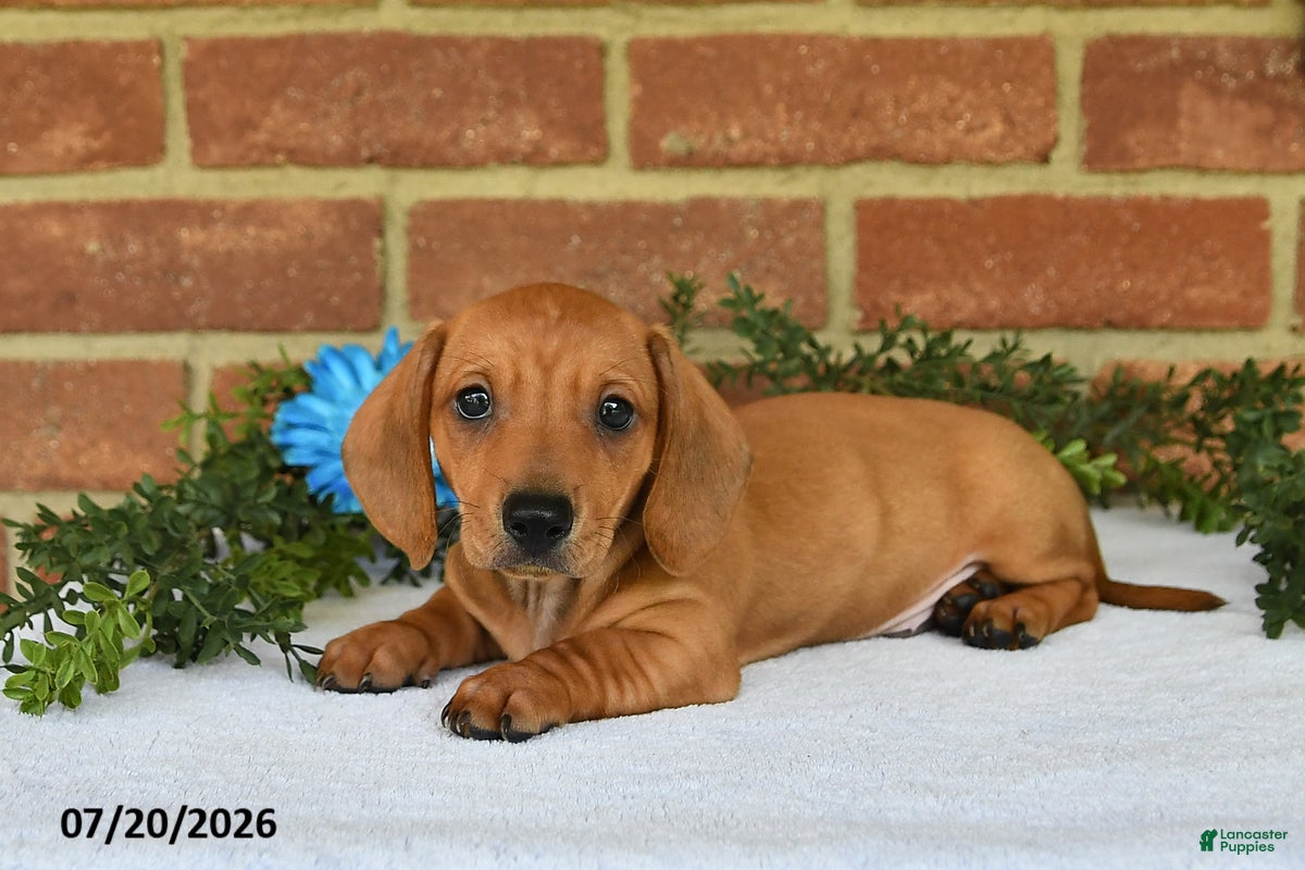 Miniature Dachshund dogs Jasper - Ad 2