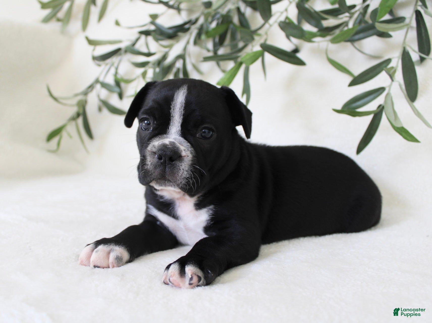 Frenchton dogs Archie  - Ad 2