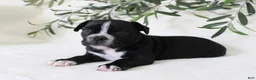 Frenchton dogs for sale: Archie  - Ad 2