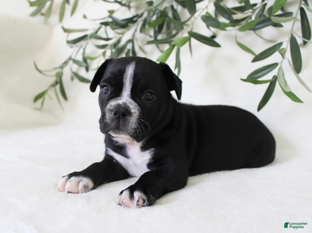 Frenchton dogs for sale: Archie  - Ad 2